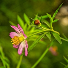 Lovely Flower by Syahrul Sandjaya